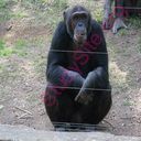 chimpanzee (Oops! image not found)